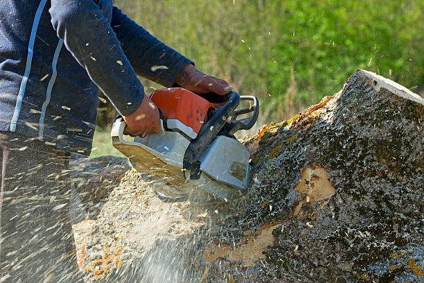 Trusted Hamburg, IA Tree Care Services Experts